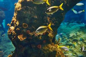 Sea fishes in the deep aquarium, sea life photo