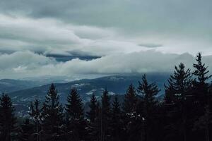 Pine tree forest silhouette with fog photo