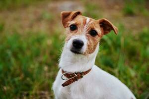 Dog on the grass in summer day. Jack russel terrier puppy looks at camera photo