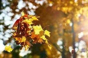 que cae arce otoño hojas en parque foto