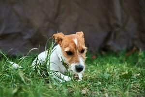 Cute puppy dog playing with a wooden stick on the grass photo