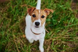 Dog on the grass in summer day. Jack russel terrier puppy looks at camera photo