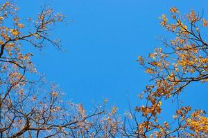 otoño árbol con un dorado hojas en contra azul cielo foto