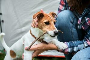 Woman with jack russell terrier puppy dog outdoors. Relationships and pet care concept photo