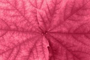 Maple pink or viva magenta leaves close-up. Natural background. Horizontal and vertical. Copy space photo