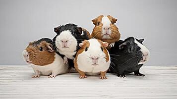 pequeño grupo de linda Guinea cerdos en estudio. ai generado. foto