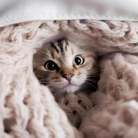 Cute kitten cat hidden under the blanket. photo