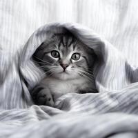 Cute kitten cat hidden under the blanket. photo