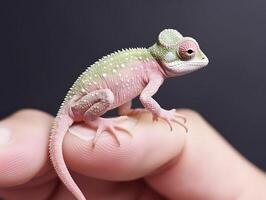 Baby chameleon resting on human finger. Lizard miniature. AI generated photo