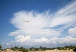 Free flight of a seagull in a blue sky with beautiful clouds. A bird in flight photo