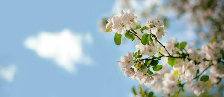 rosado y blanco manzana árbol flores en el luz de sol al aire libre. primavera floración. borroso bokeh antecedentes. foto