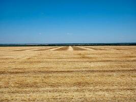 campo de segado maduro trigo después cosecha en contra un azul cielo en soleado día. creciente grano cultivos en el campos de eco-granja foto