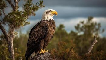 Majestic bald eagle perched on tree branch generated by AI photo