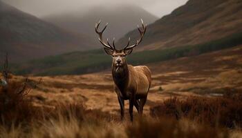 Majestic stag grazing in tranquil mountain meadow generated by AI photo