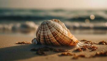 Seashell beauty in nature heat of summer day generated by AI photo