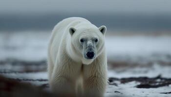 Cute arctic mammal walking on snowy ice floe generative AI photo