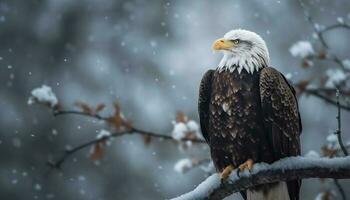 Bald eagle perching on branch in snow generated by AI photo