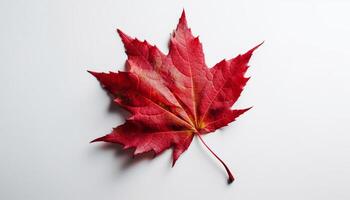 Vibrant autumn maple leaf on white background generated by AI photo