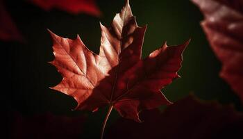 Vibrant autumn maple leaf, a nature beauty generated by AI photo