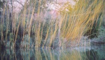 Autumn tree reflects beauty in nature on tranquil pond surface generated by AI photo