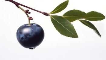 Levitating blueberry drop, a sweet antioxidant in nature medicine cabinet generated by AI photo