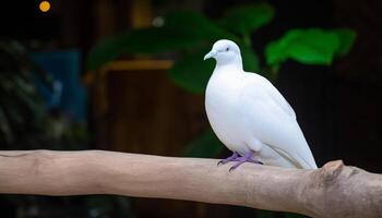 Gaviota encaramado en rama, mirando a cámara, simboliza libertad generado por ai foto