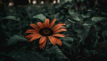 Vibrant daisy blossom, close up of multi colored petals in nature generated by AI photo