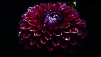 Vibrant dahlia blossom, wet with dew, on black background generated by AI photo
