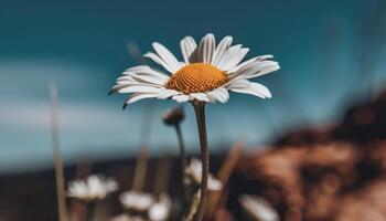 Vibrant chamomile blossom in tranquil meadow, surrounded by fresh green growth generated by AI photo