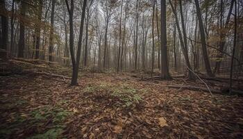 A tranquil autumn day in the forest, vibrant colors abound generated by AI photo