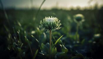 Agriculture natural beauty a daisy fragility in a meadow growth generated by AI photo