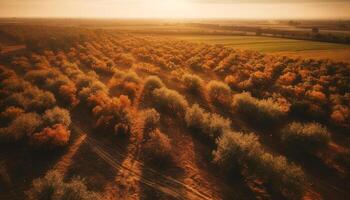 Golden leaves blanket tranquil meadow in vibrant autumn sunset beauty generated by AI photo