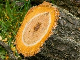 Preparing firewood for the winter. Felled tree trunks on a background of green grass. photo