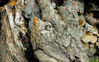 Preparing firewood for the winter. Felled tree trunks on a background of green grass. photo