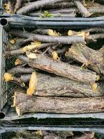 Preparing firewood for the winter. Felled tree trunks are sawn and stacked in boxes for storage. photo