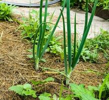 verde Fresco largo cebolla crece en el jardín. comestible planta, naturaleza, cultivo. de cerca fotografía, jardinería. foto