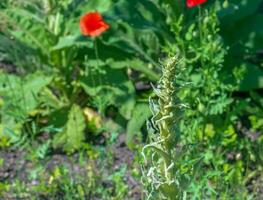 Verbascum thapsus, the great mullein or greater mullein. The plant is getting ready to flower. photo