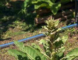 Verbascum thapsus, the great mullein or greater mullein. The plant is getting ready to flower. photo