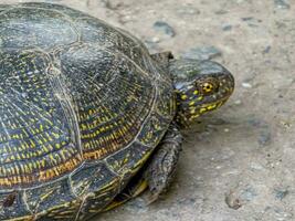 European pond turtle Emys orbicularis. Close-up of a river turtle basking in the sun. Summer, sunny day, close-up photo