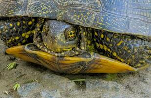 europeo estanque Tortuga Emys orbicular. de cerca de un río Tortuga tomando el sol en el Dom. verano, soleado día, de cerca foto