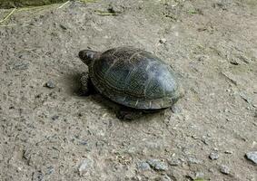 European pond turtle Emys orbicularis. Close-up of a river turtle basking in the sun. Summer, sunny day, close-up photo