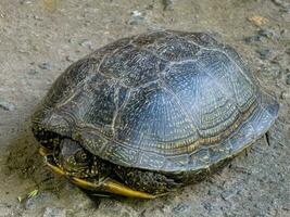 European pond turtle Emys orbicularis. Close-up of a river turtle basking in the sun. Summer, sunny day, close-up photo