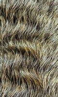 Background from dog hair. Fawn dog background. The coat of a dog with curly hairs. photo