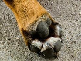 Close-up of a paw of a healthy French Bulldog with regular long nails. Content for veterinary clinics. photo