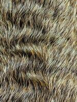 Background from dog hair. Fawn dog background. The coat of a dog with curly hairs. photo