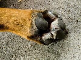 Close-up of a paw of a healthy French Bulldog with regular long nails. Content for veterinary clinics. photo