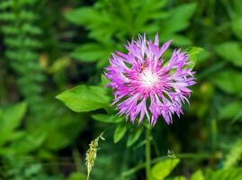 flor de psefelus. hermosa brillante rosado psefelo trato cerca arriba de un encalar florecimiento de maíz centaurea dealbata en floración foto