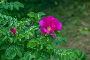 Pink rose rugosa.Blooming Rosa rugosa. Japanese rose. Summer flowers.Green leaves and pink flowers. photo