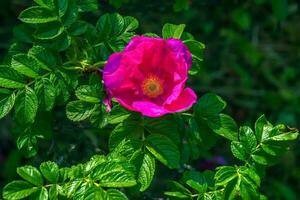 Pink rose rugosa.Blooming Rosa rugosa. Japanese rose. Summer flowers.Green leaves and pink flowers. photo