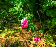 Pink rose rugosa.Blooming Rosa rugosa. Japanese rose. Summer flowers.Green leaves and pink flowers. photo